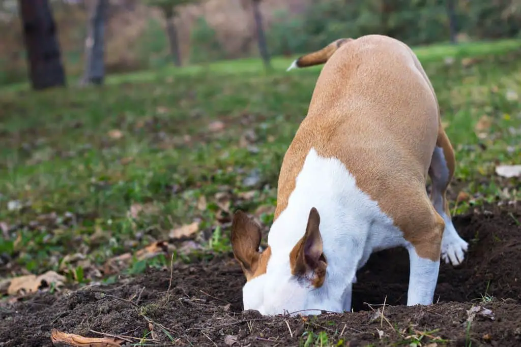 Dog's Digging Holes In The Yard